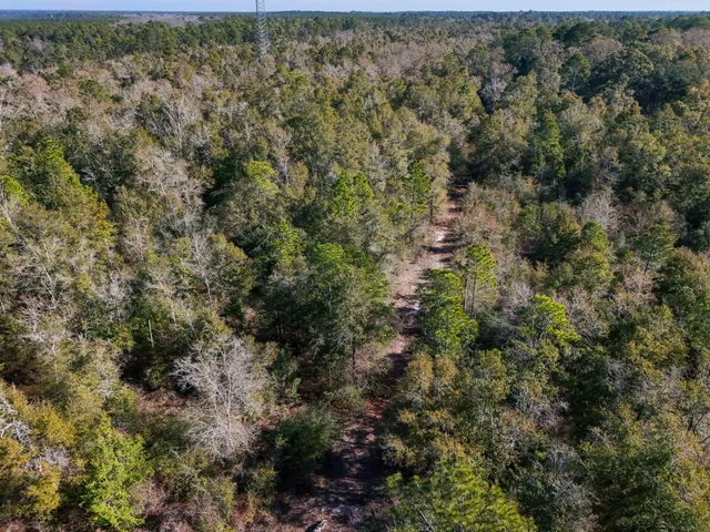 a view of a forest with a tree