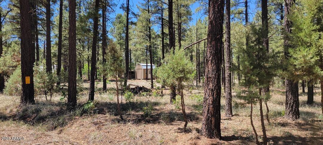 2778 Canyon Ridge Road Overgaard, AZ 85933 - Photo 3 of 8 Trees and Shed