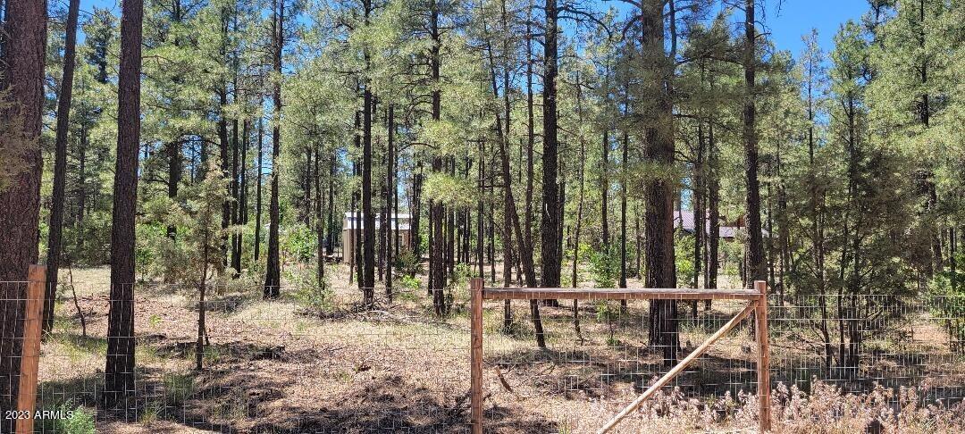 2778 Canyon Ridge Road Overgaard, AZ 85933 - Photo 4 of 8 Shed and Trees