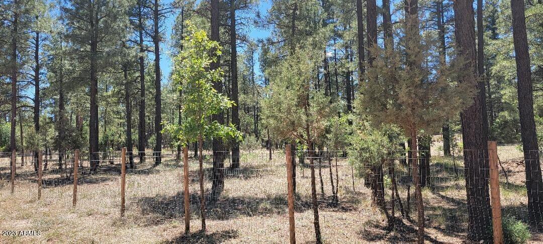 2778 Canyon Ridge Road Overgaard, AZ 85933 - Photo 5 of 8 Heavily Treed 2