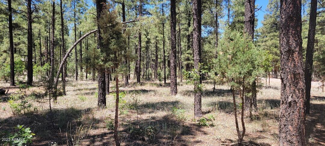 2778 Canyon Ridge Road Overgaard, AZ 85933 - Photo 8 of 8 Heavily Treed