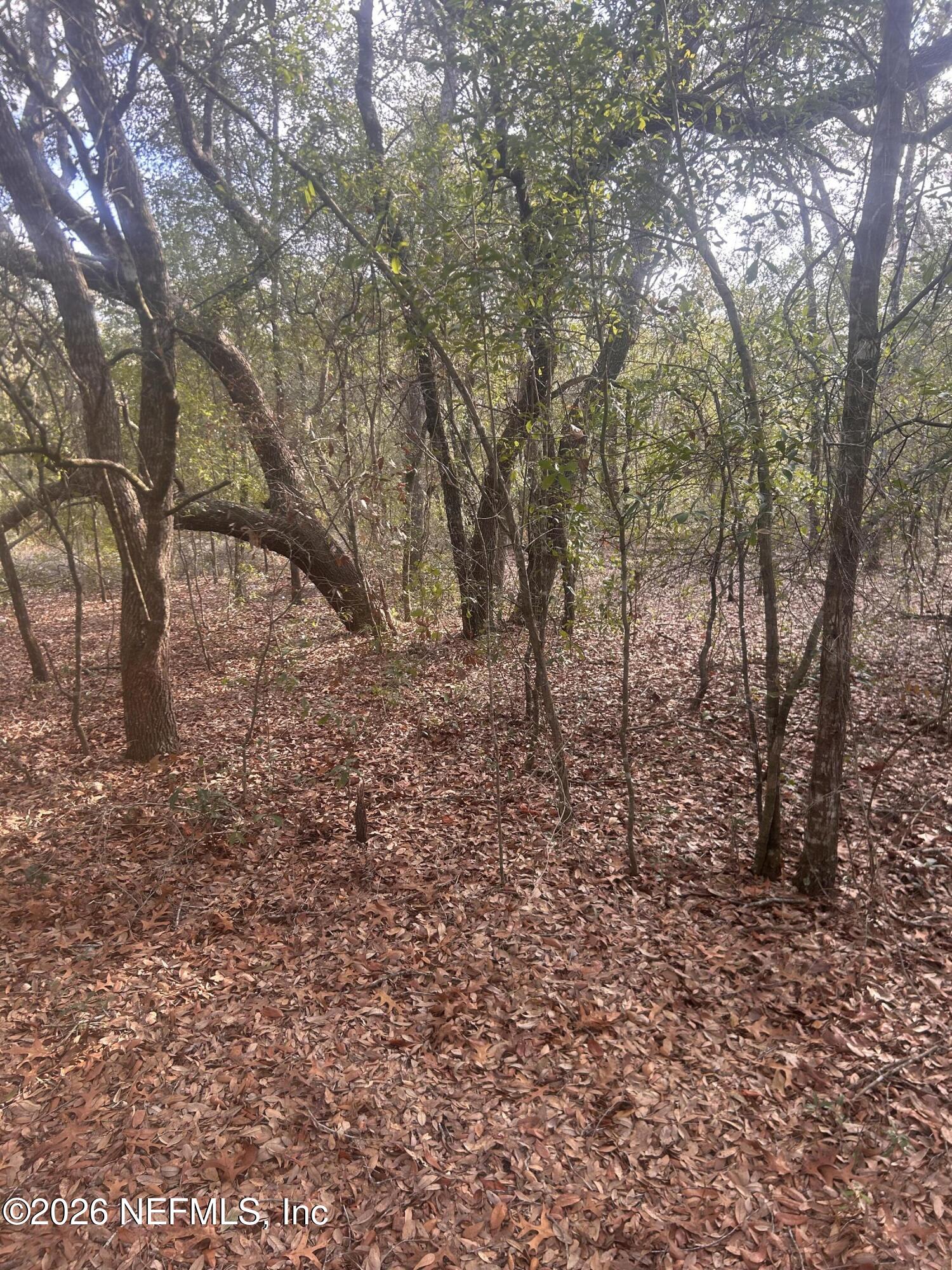 0 State Road 20 Hawthorne, FL 32640 - Photo 13 of 19 IMG_7854