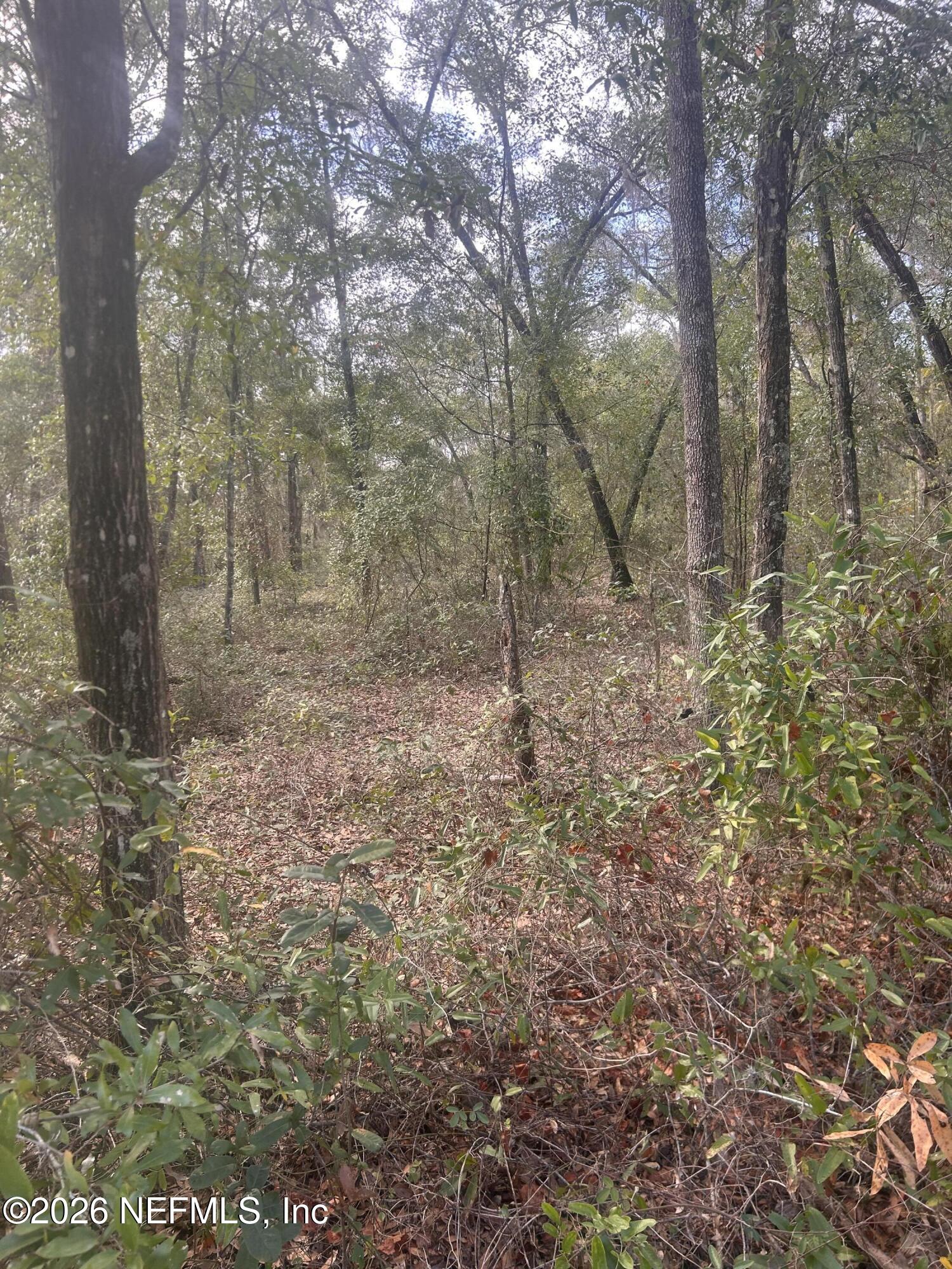 0 State Road 20 Hawthorne, FL 32640 - Photo 5 of 19 IMG_7836