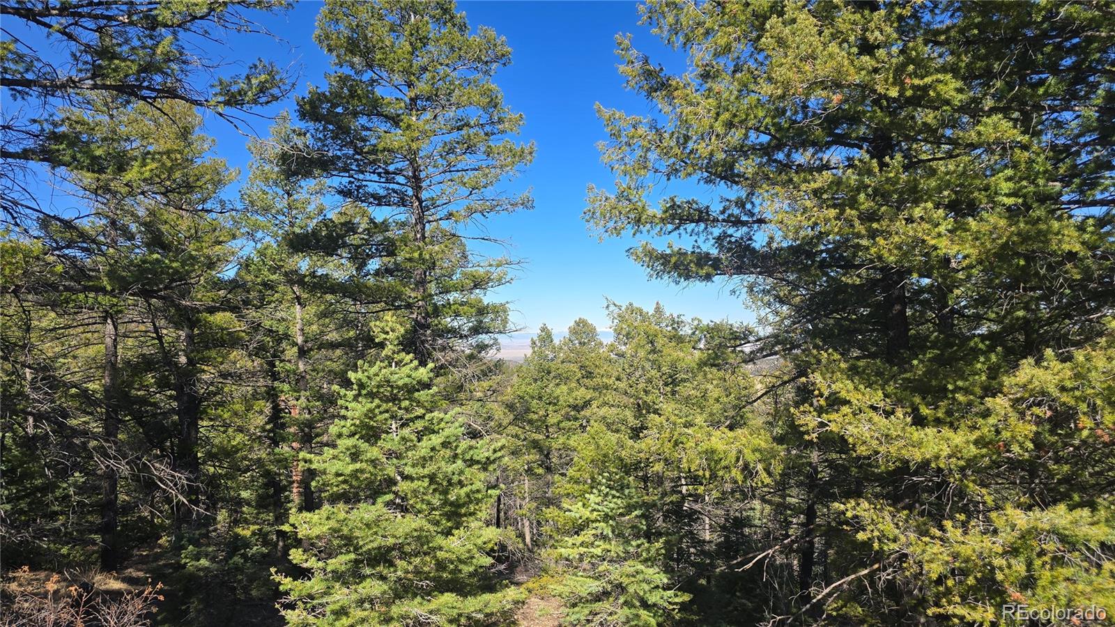 Lot 6034 Wood Road San Luis, CO 81152 - Photo 11 of 12 a view of a tree