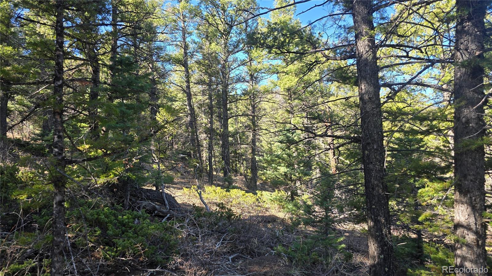 Lot 6034 Wood Road San Luis, CO 81152 - Photo 3 of 12