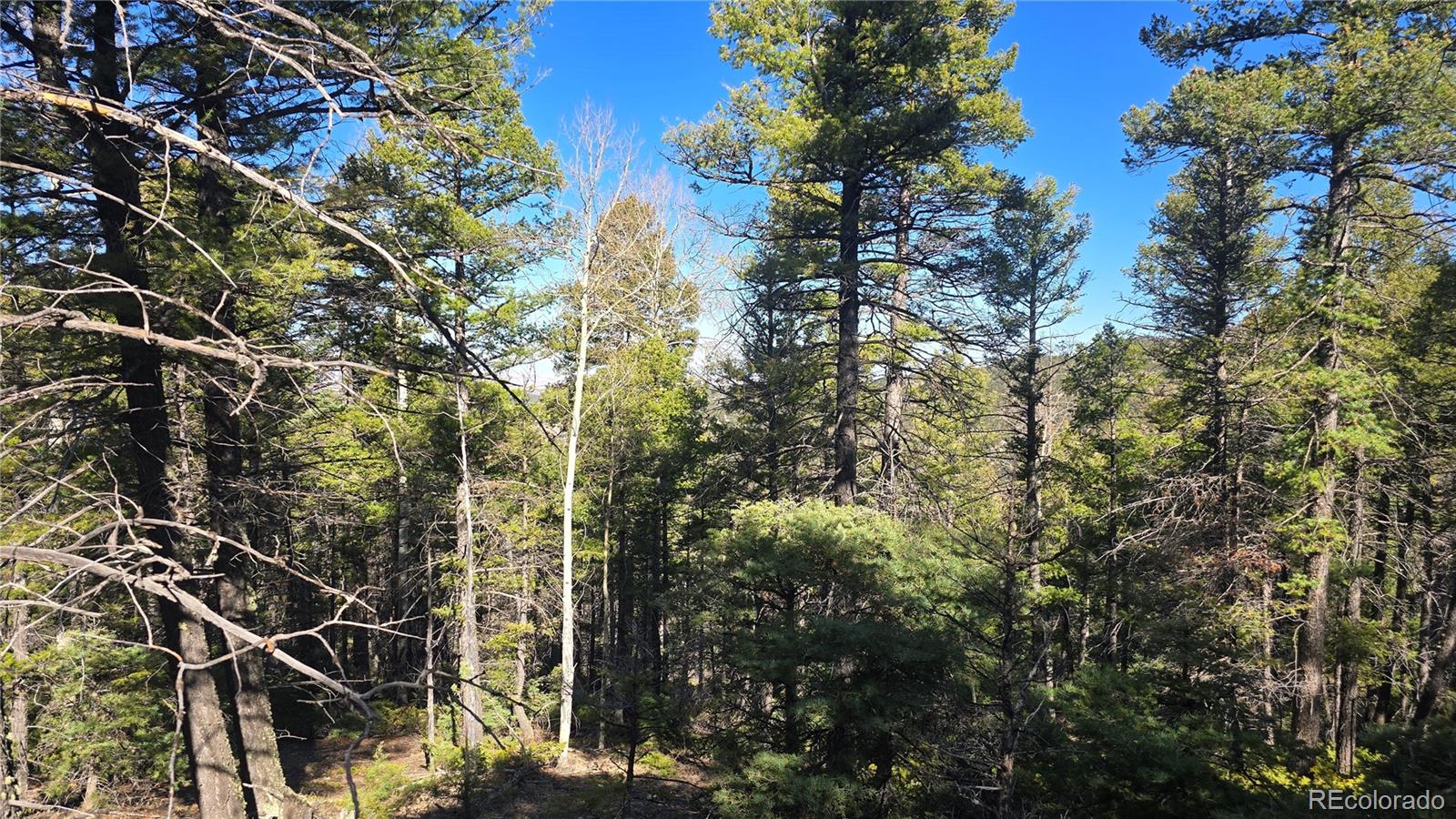 Lot 6034 Wood Road San Luis, CO 81152 - Photo 5 of 12 a view of a tree with a tree