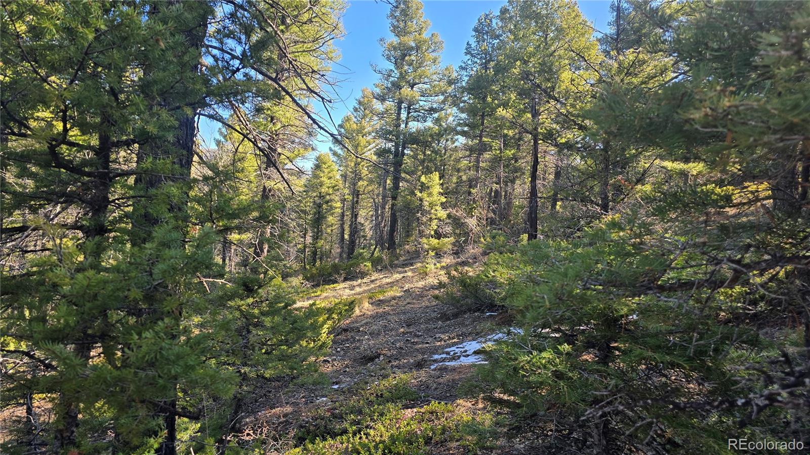 Lot 6034 Wood Road San Luis, CO 81152 - Photo 7 of 12 a view of a forest with lots of trees