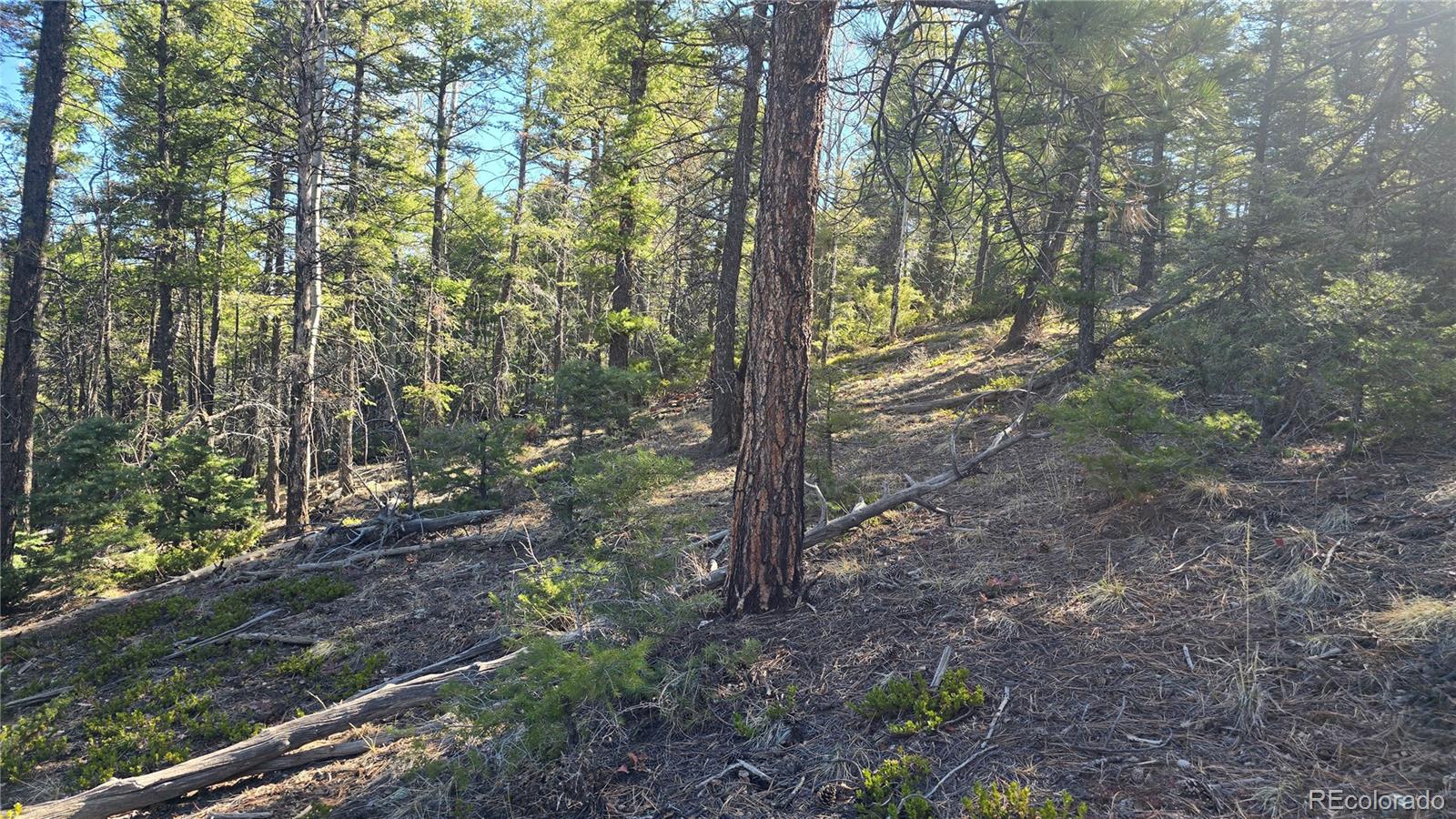Lot 6034 Wood Road San Luis, CO 81152 - Photo 8 of 12 a view of a forest