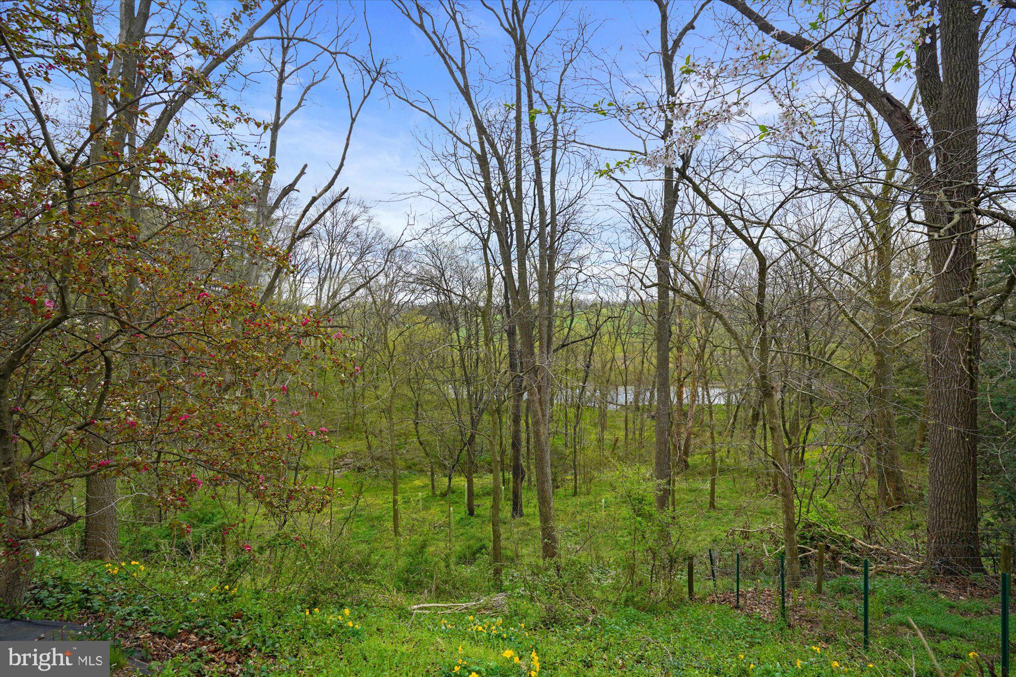 1790 Wilderness Road Lancaster, PA 17603 - Photo 20 of 24 Trees back of yard