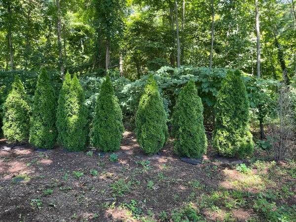 a big yard with lots of green space and deers