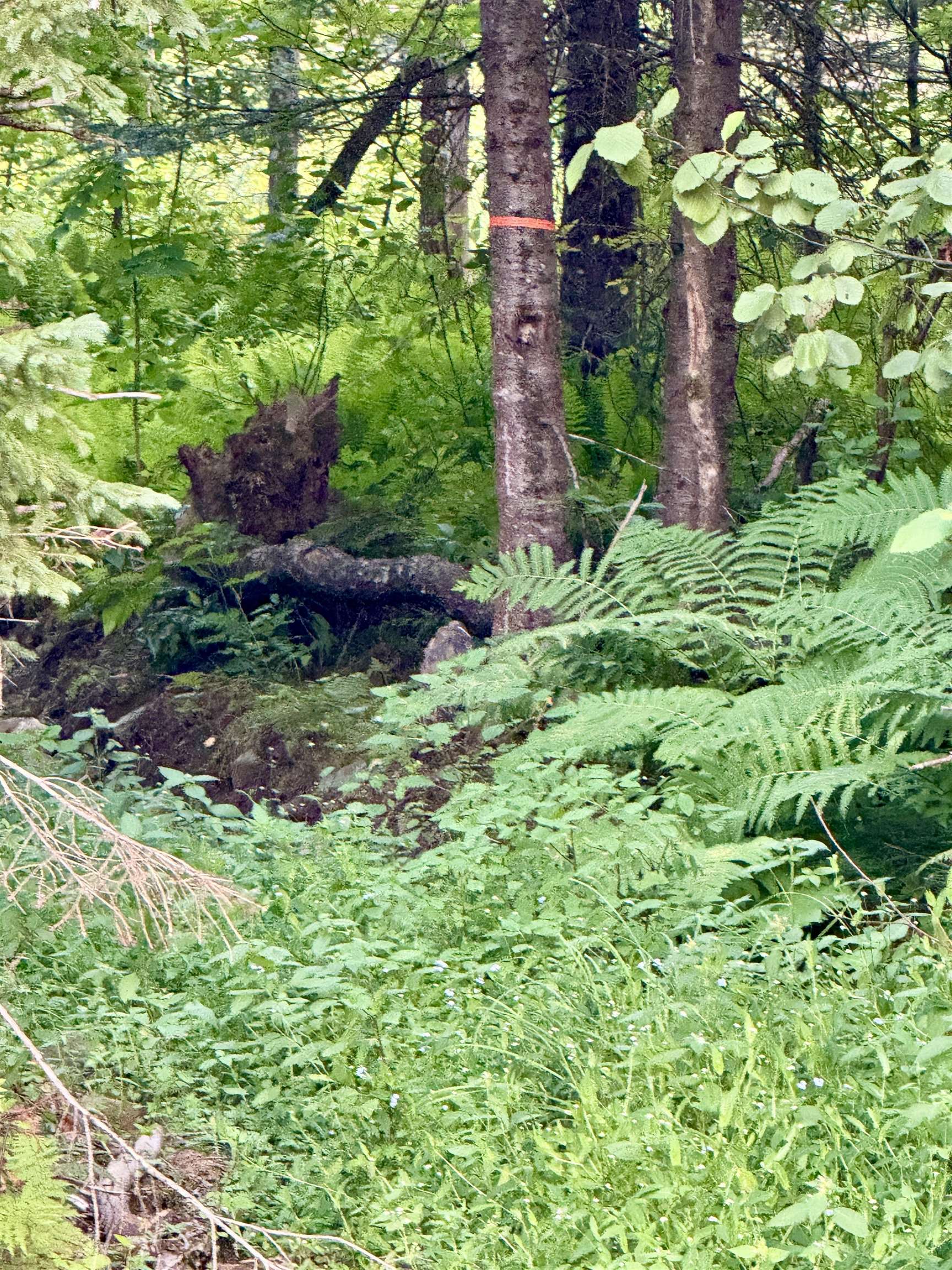 53 Pleasant Valley Road Lancaster, NH 03584 - Photo 29 of 29