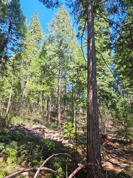 3 Indian Diggins Road Somerset, CA 95684 - Photo 6 of 12 a backyard of a house with lots of green space