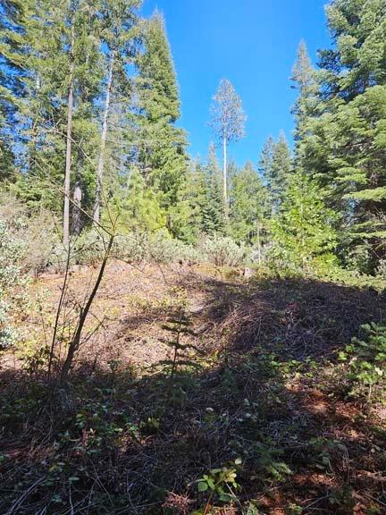 3 Indian Diggins Road Somerset, CA 95684 - Photo 10 of 12 a view of a yard with plants and large trees
