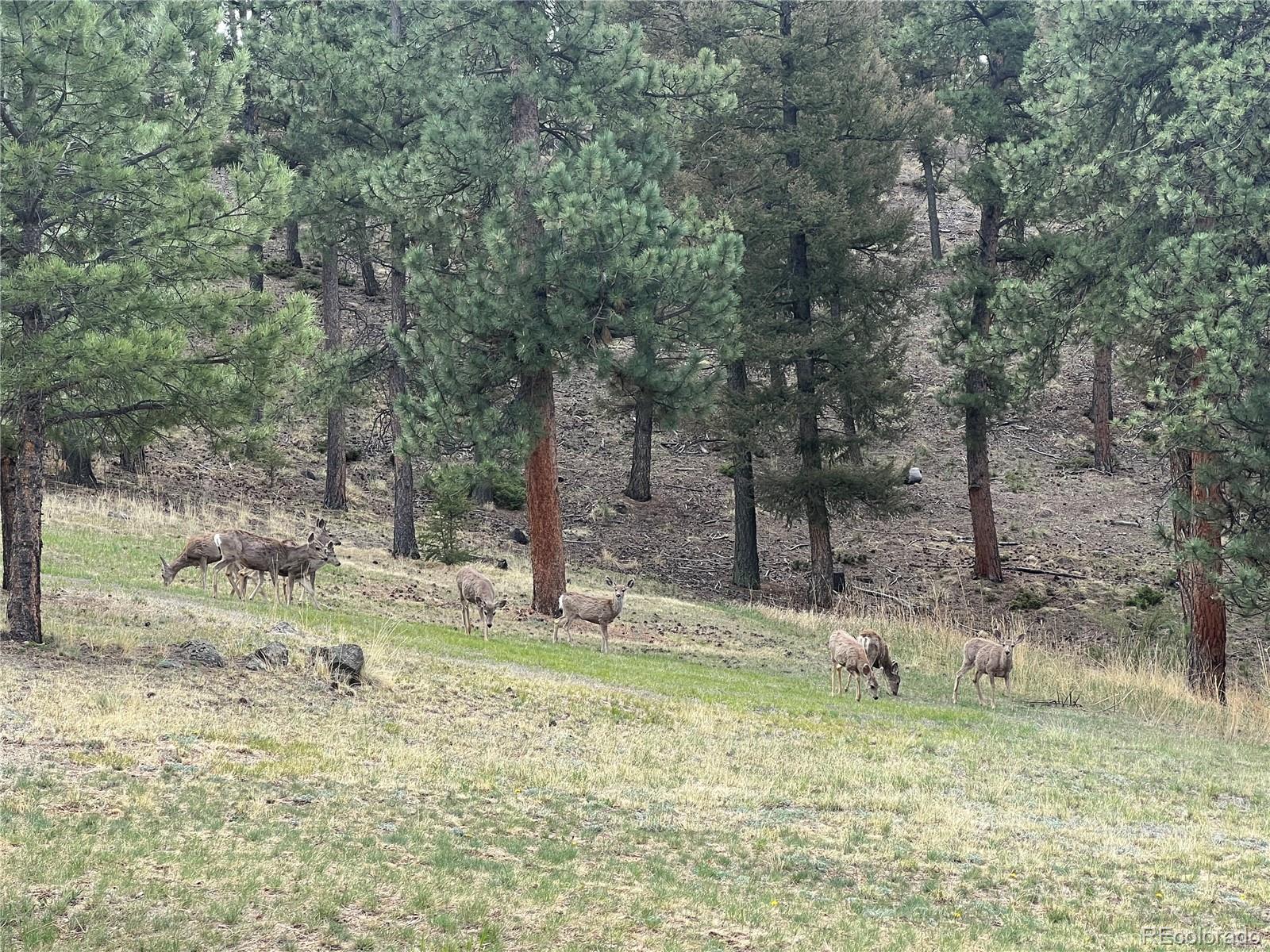 13133 South Wamblee Valley Road Conifer, CO 80433 - Photo 34 of 39 Gallery Image 34