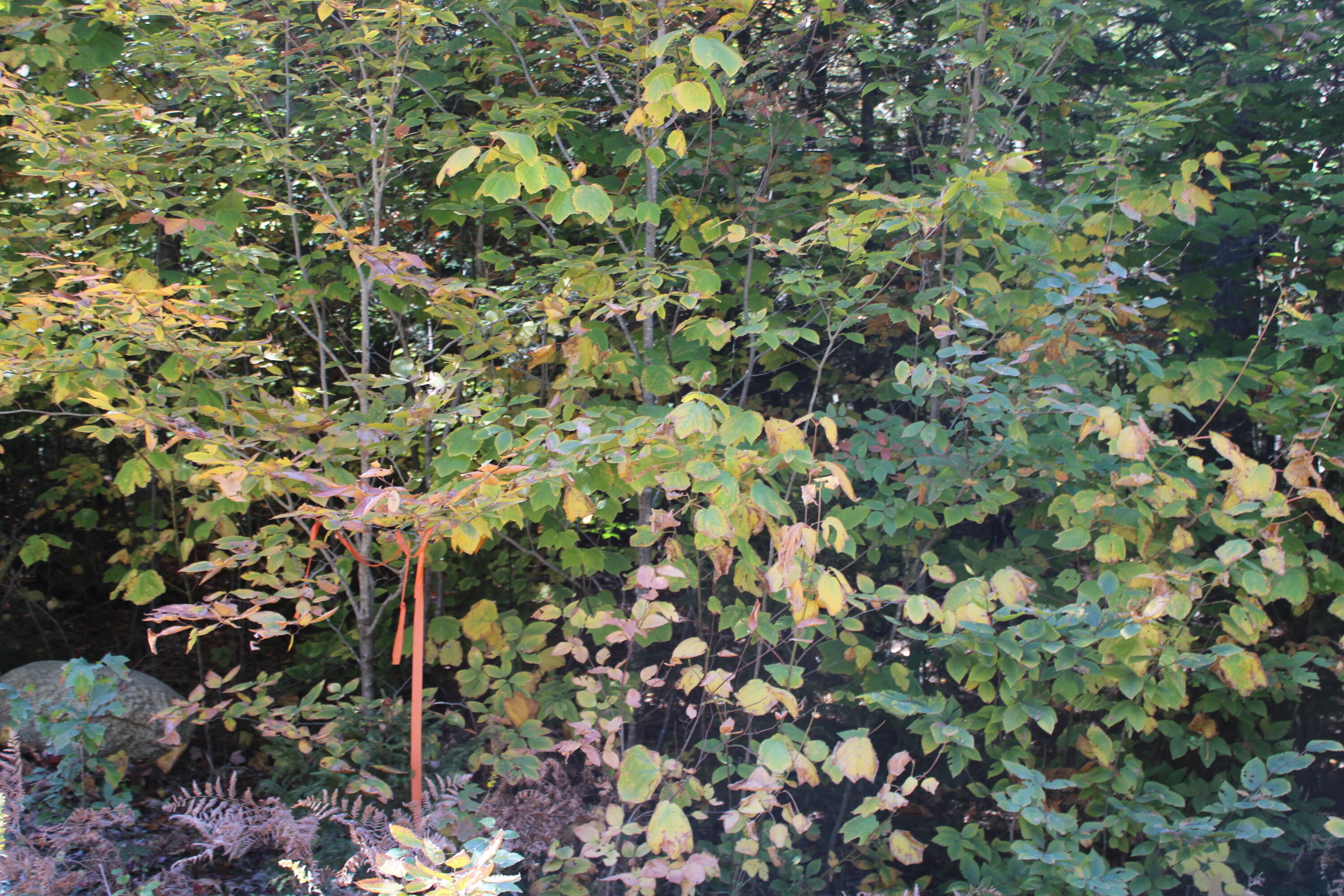 4-10 Nicolin Road Ellsworth, ME 04605 - Photo 9 of 14 IMG_0500