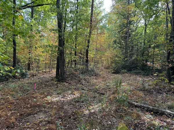 a view of a forest with trees in the background