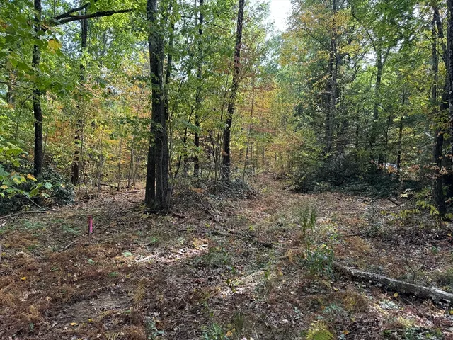 a view of a forest with trees in the background