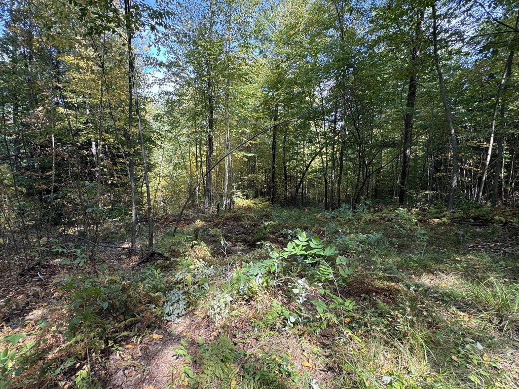 33 Ladd Road Sturbridge, MA 01566 - Photo 12 of 13 a view of outdoor space and green space