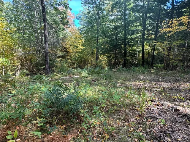 a view of a forest with trees in the background