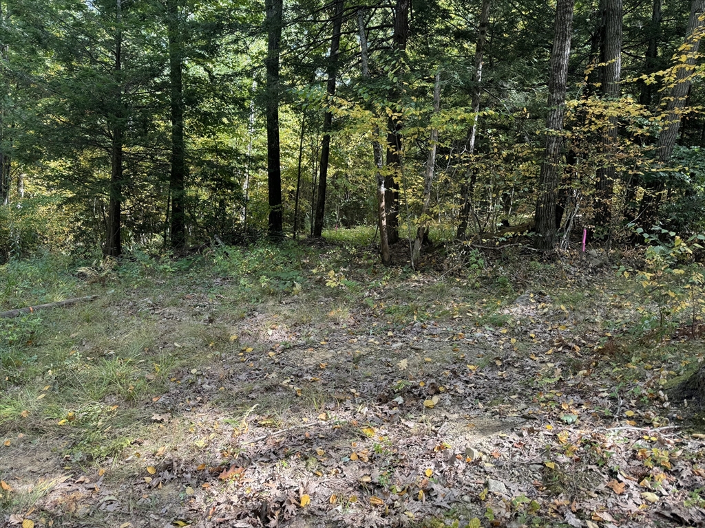 33 Ladd Road Sturbridge, MA 01566 - Photo 10 of 13 a view of a forest with trees in the background
