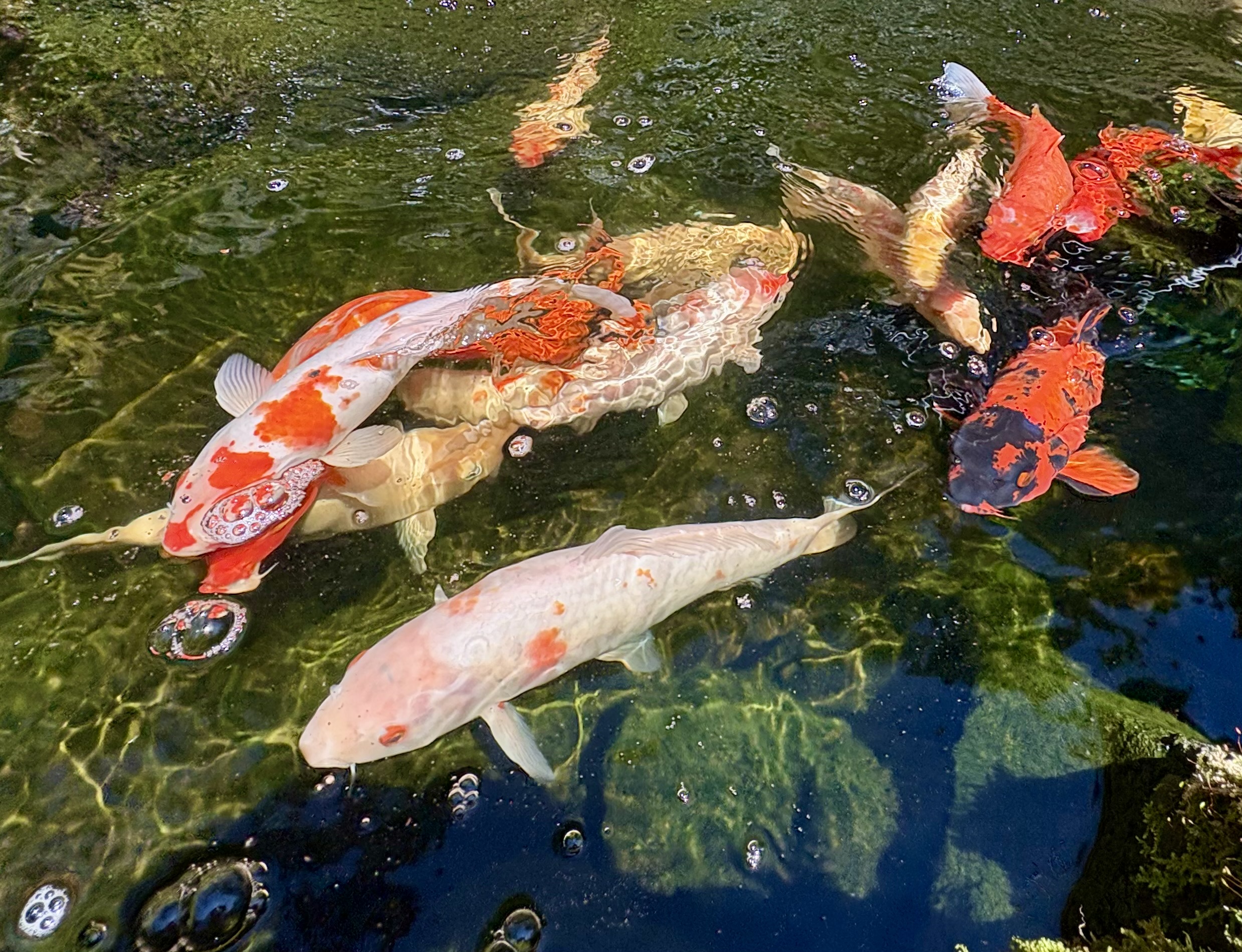 19-4218 Kawailehua Road Volcano, HI 96785 - Photo 4 of 30