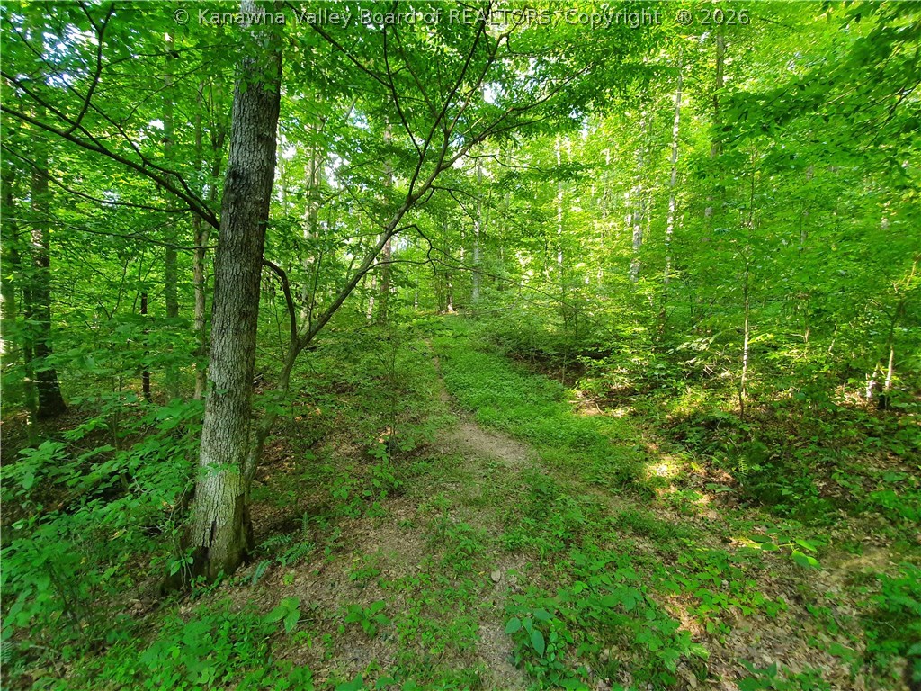 0 Bear Fork Road Gay, WV 25244 - Photo 13 of 23 Gallery Image 13