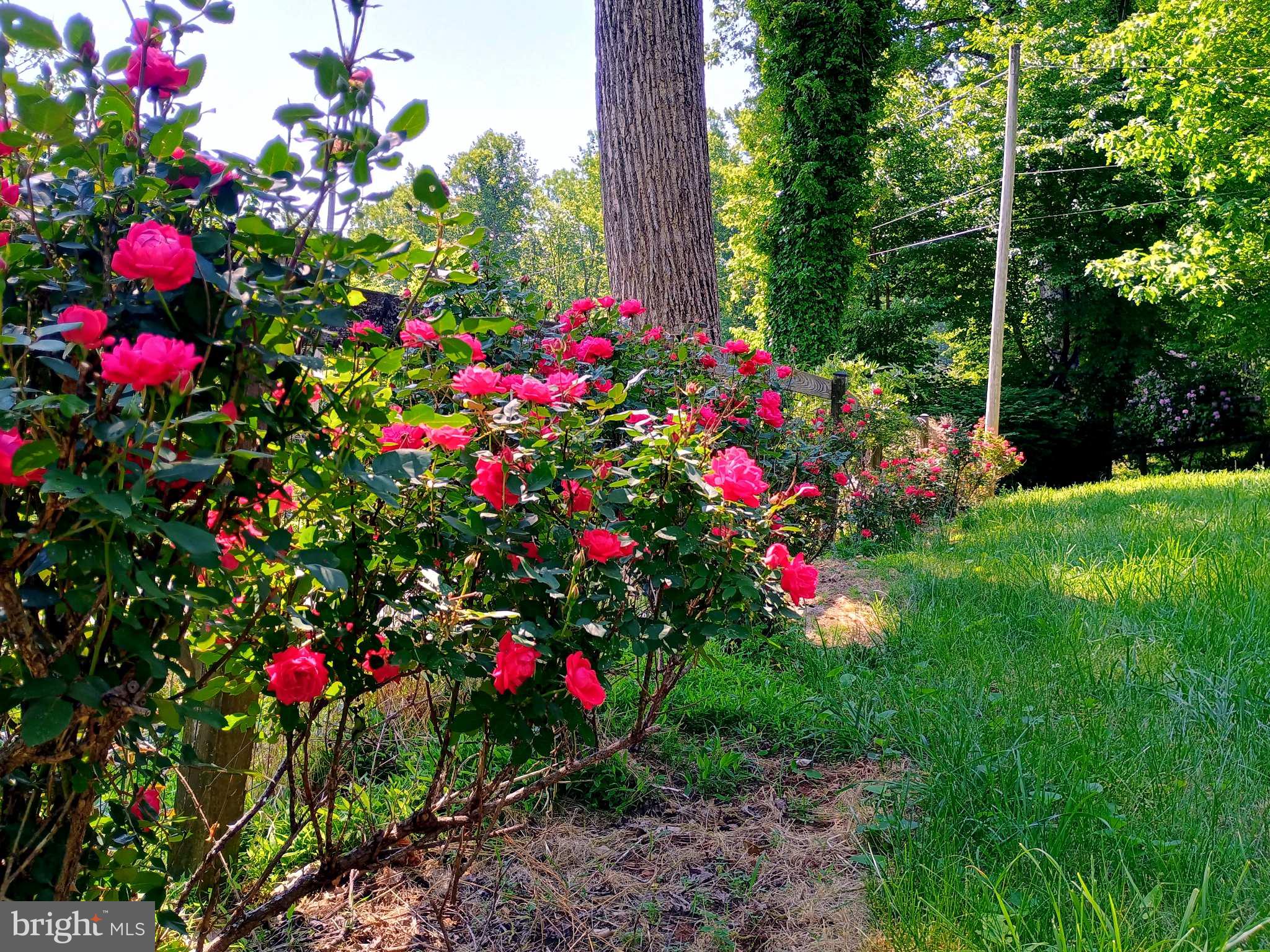 147 Blue Ridge Avenue Chester Gap, VA 22623 - Photo 35 of 46