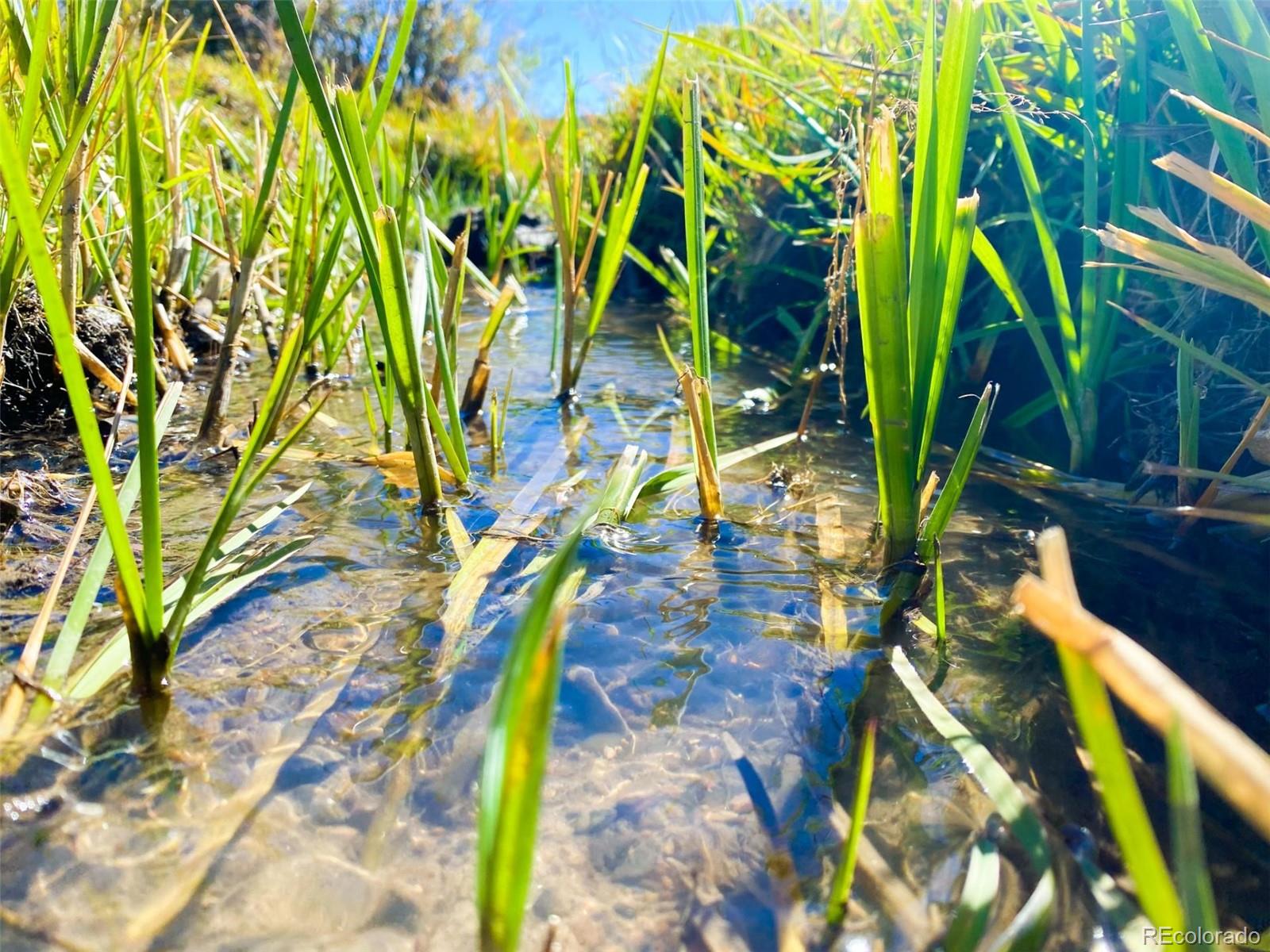 0 Rosebush Road Canon City, CO 81212 - Photo 6 of 11 a view of a yard