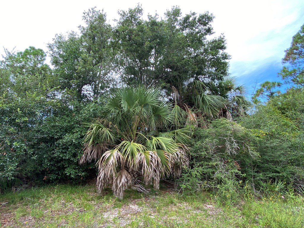 809 Indian Pass Road Port St. Joe, FL 32456 - Photo 18 of 28