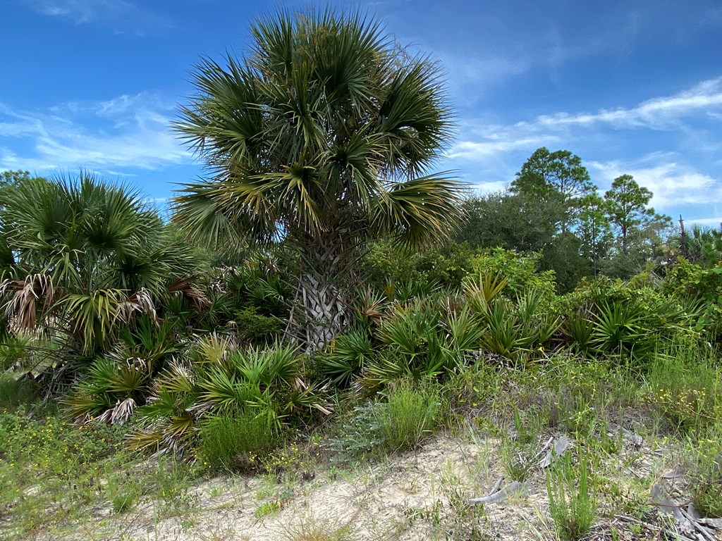 809 Indian Pass Road Port St. Joe, FL 32456 - Photo 22 of 28