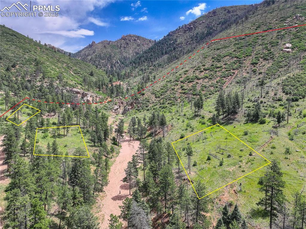 6085 Wellington Road Cascade, CO 80809 - Photo 6 of 13 a view of a lush green forest with lots of trees