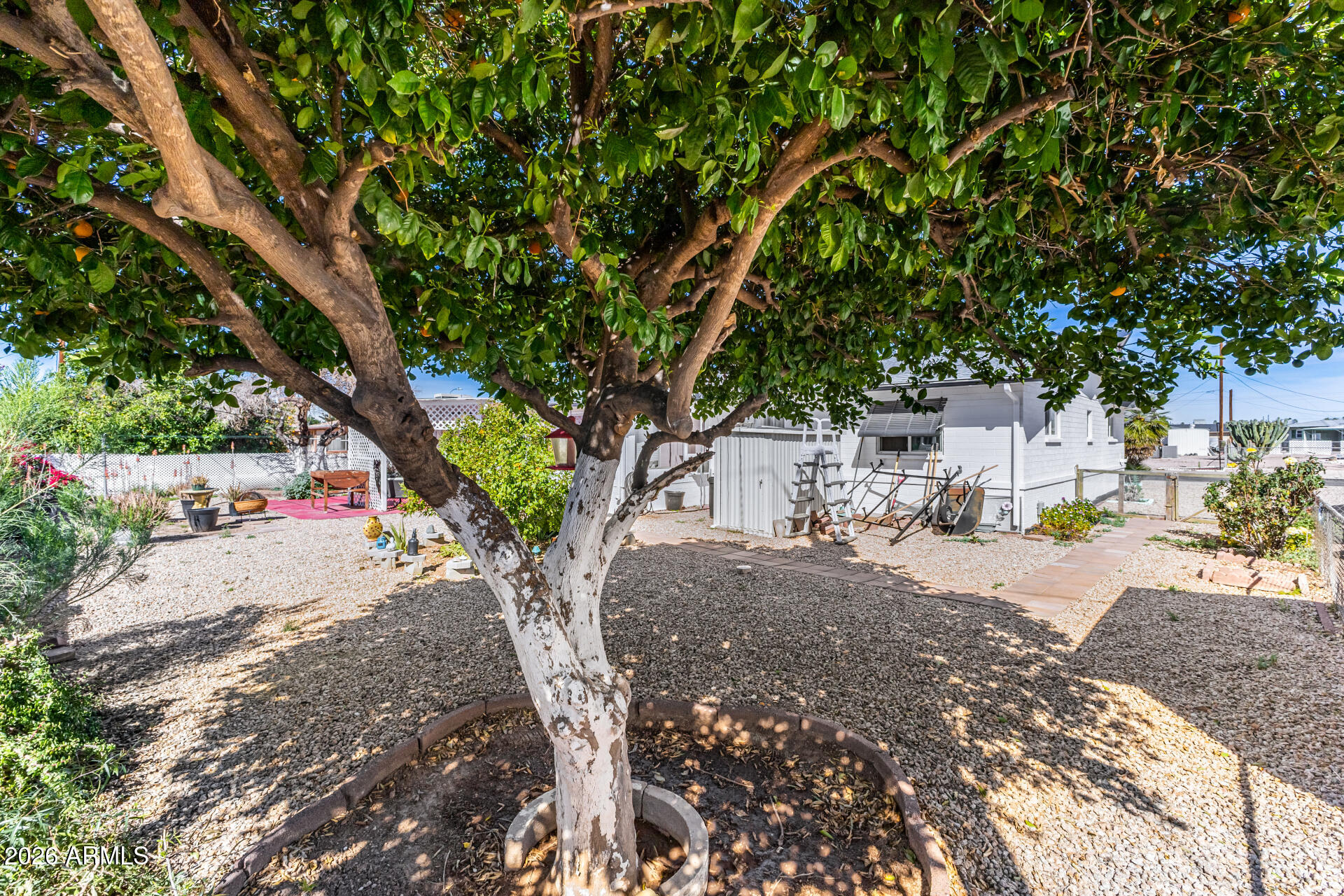 5519 Casper Road Mesa, AZ 85205 - Photo 22 of 23 a view of a road with plants and a large tree