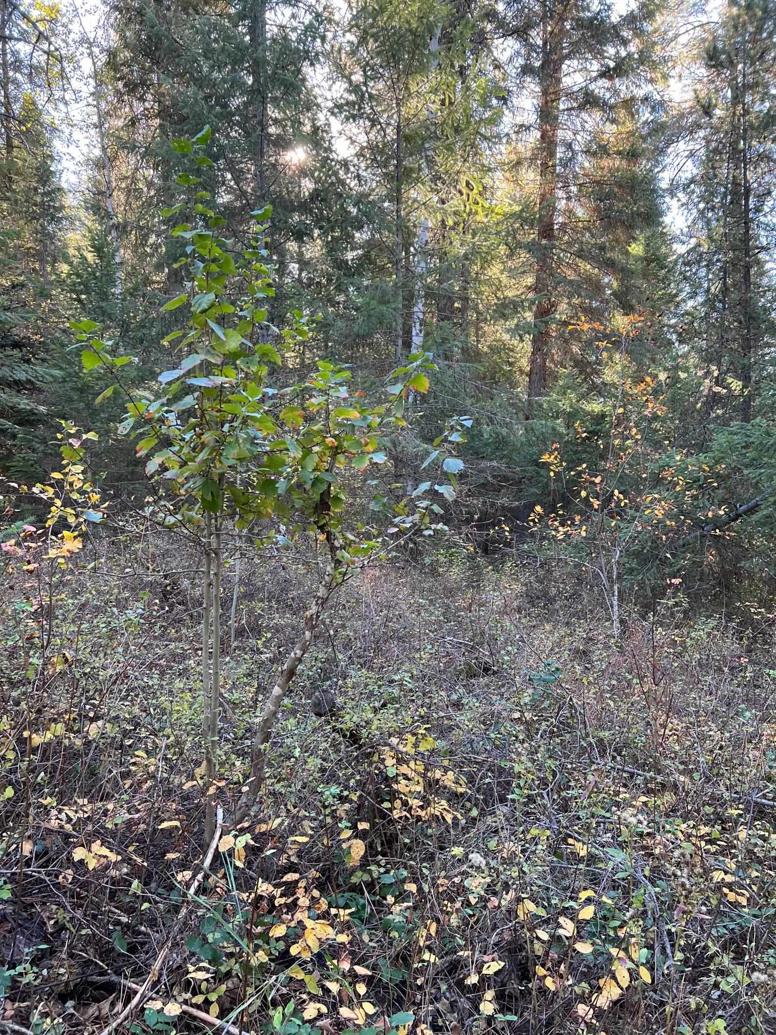 4966 D Lyons Hill Road Springdale, WA 99173 - Photo 18 of 26