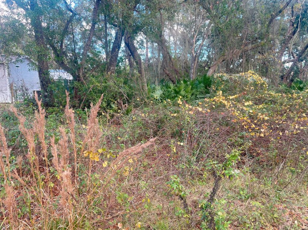 Southeast 169th Terrace Road Silver Springs, FL 34488 - Photo 3 of 7 a view of yard