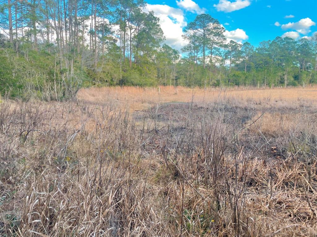 Southeast 169th Terrace Road Silver Springs, FL 34488 - Photo 5 of 7 a view of back yard