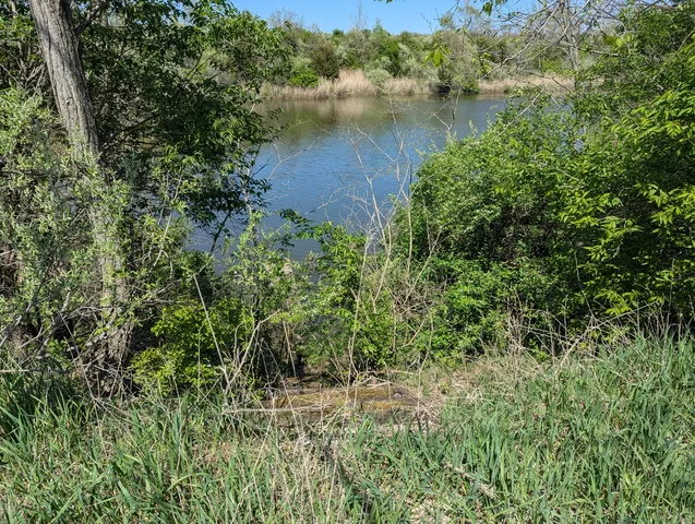a view of a tree in a garden