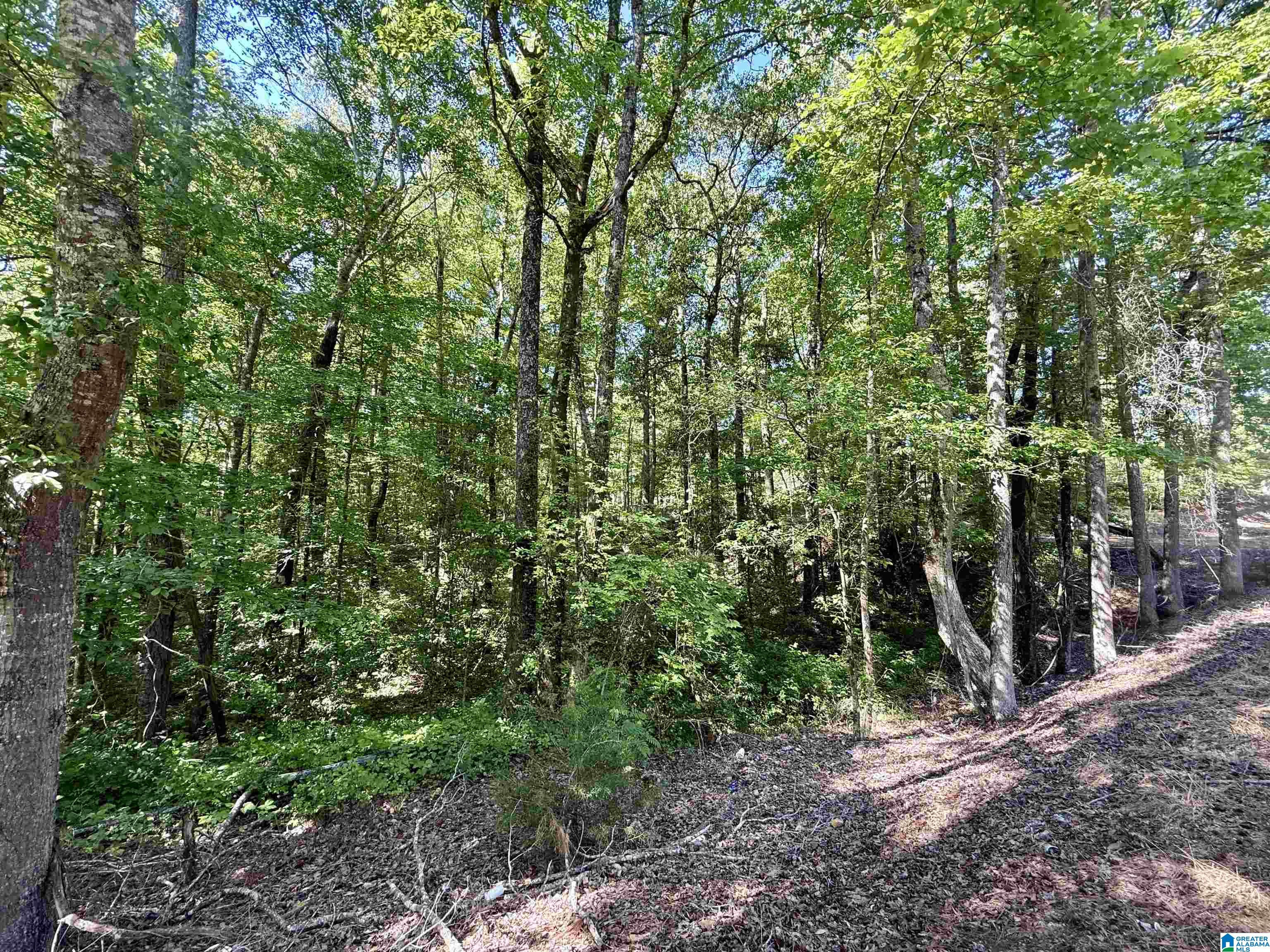 0 Settlement Road Sylacauga, AL 35150 - Photo 1 of 16