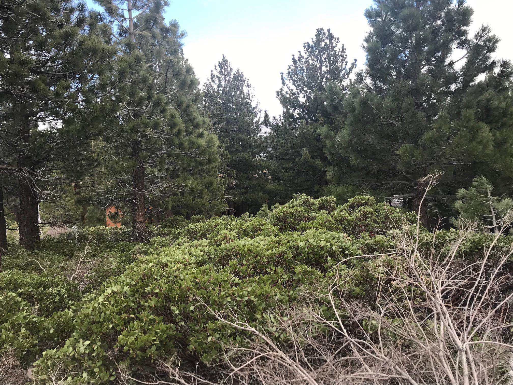 5 Ridge Way Mammoth Lakes, CA 93546 - Photo 8 of 10 Gallery Image 8