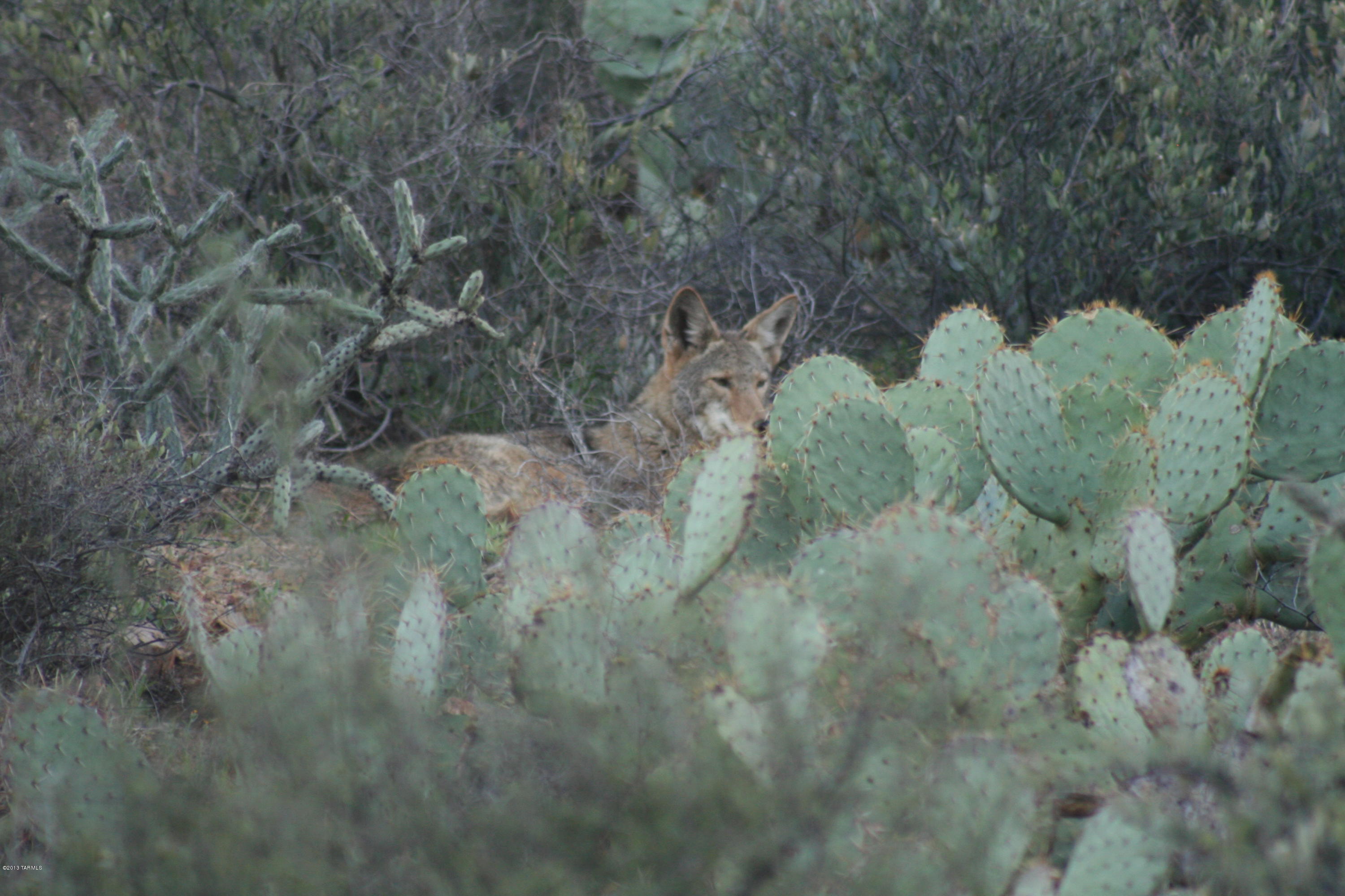 6231 West Trails End Road Tucson, AZ 85745 - Photo 21 of 31 Gallery Image 21