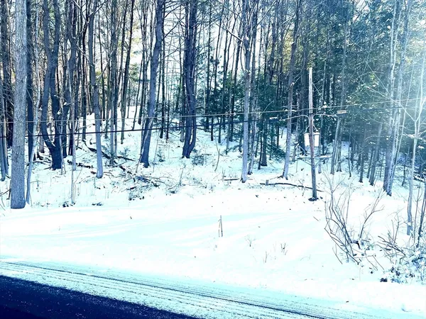 a view of backyard with tree
