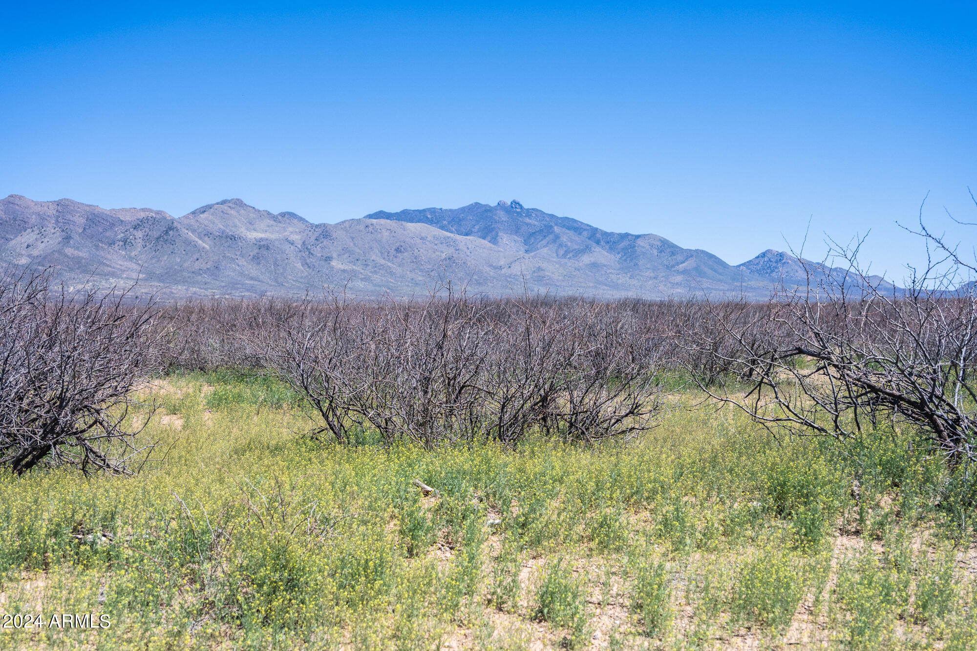 20-acres East Martin Ranch Road, Unit 4 Willcox, AZ 85643 - Photo 1 of 29 203-17-003E-1