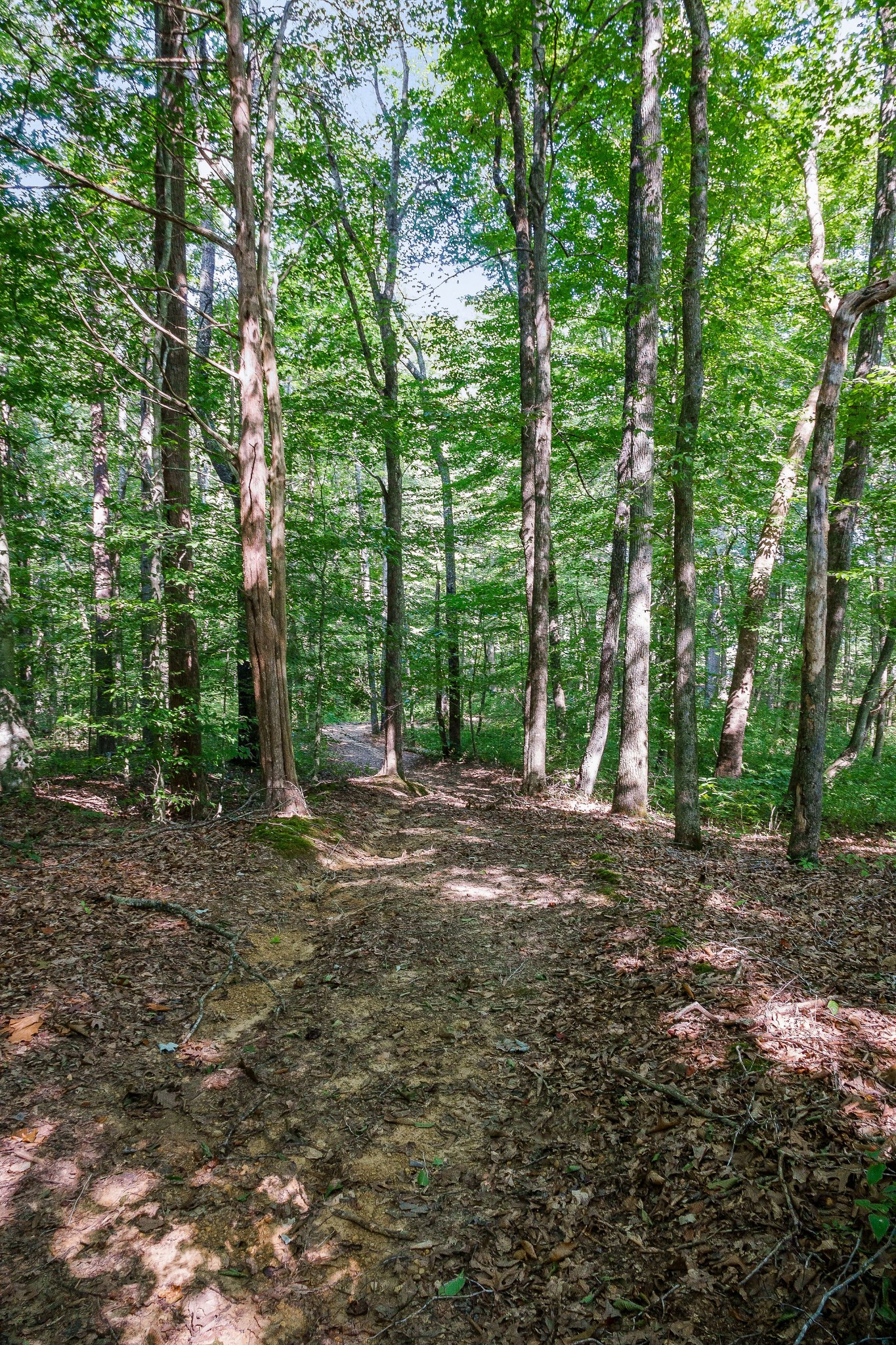 2641 Stamps Shady Grove Road Monterey, TN 38574 - Photo 40 of 70 a view of a forest with trees in the background
