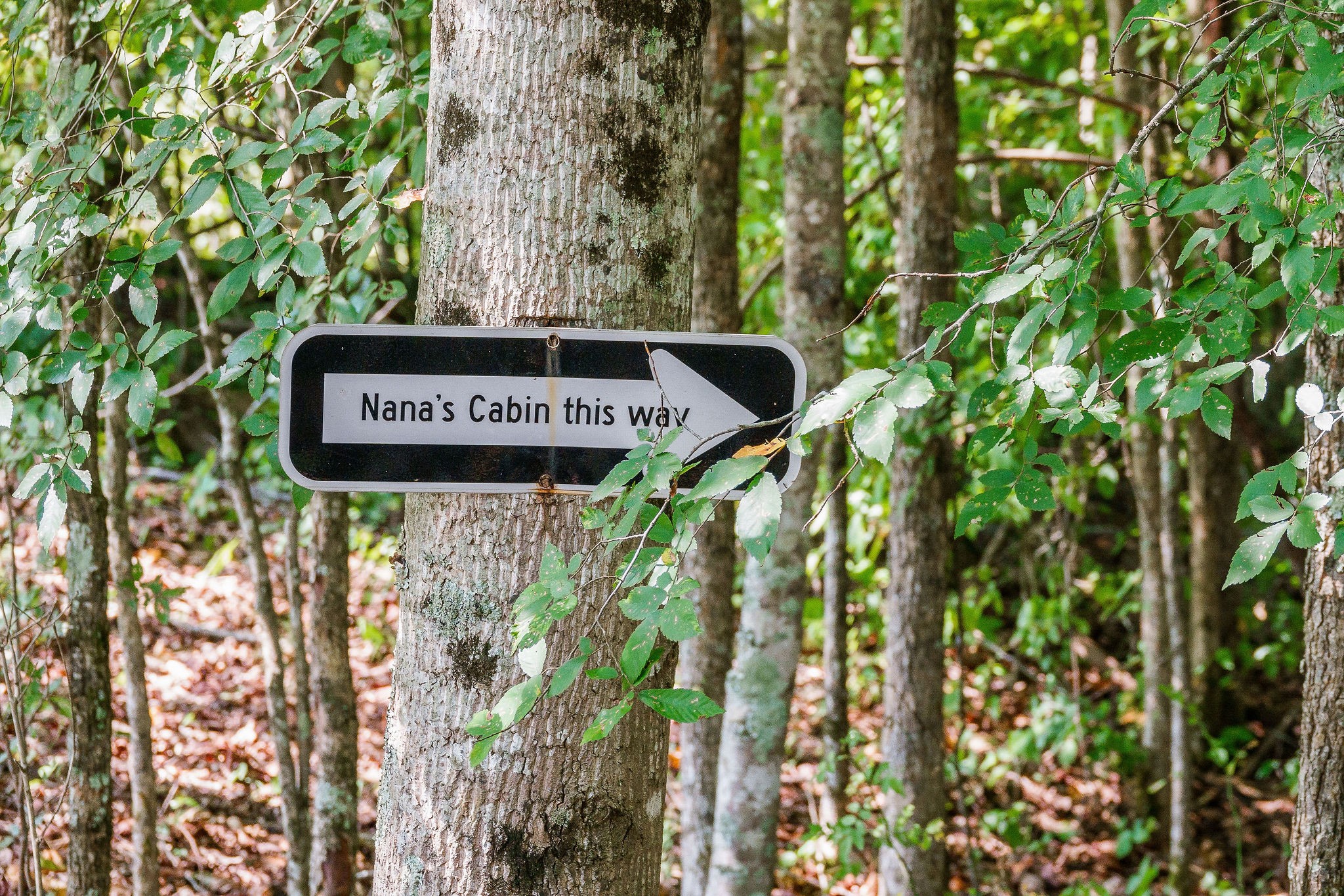 2641 Stamps Shady Grove Road Monterey, TN 38574 - Photo 41 of 70 a sign that is sitting in front of a tree