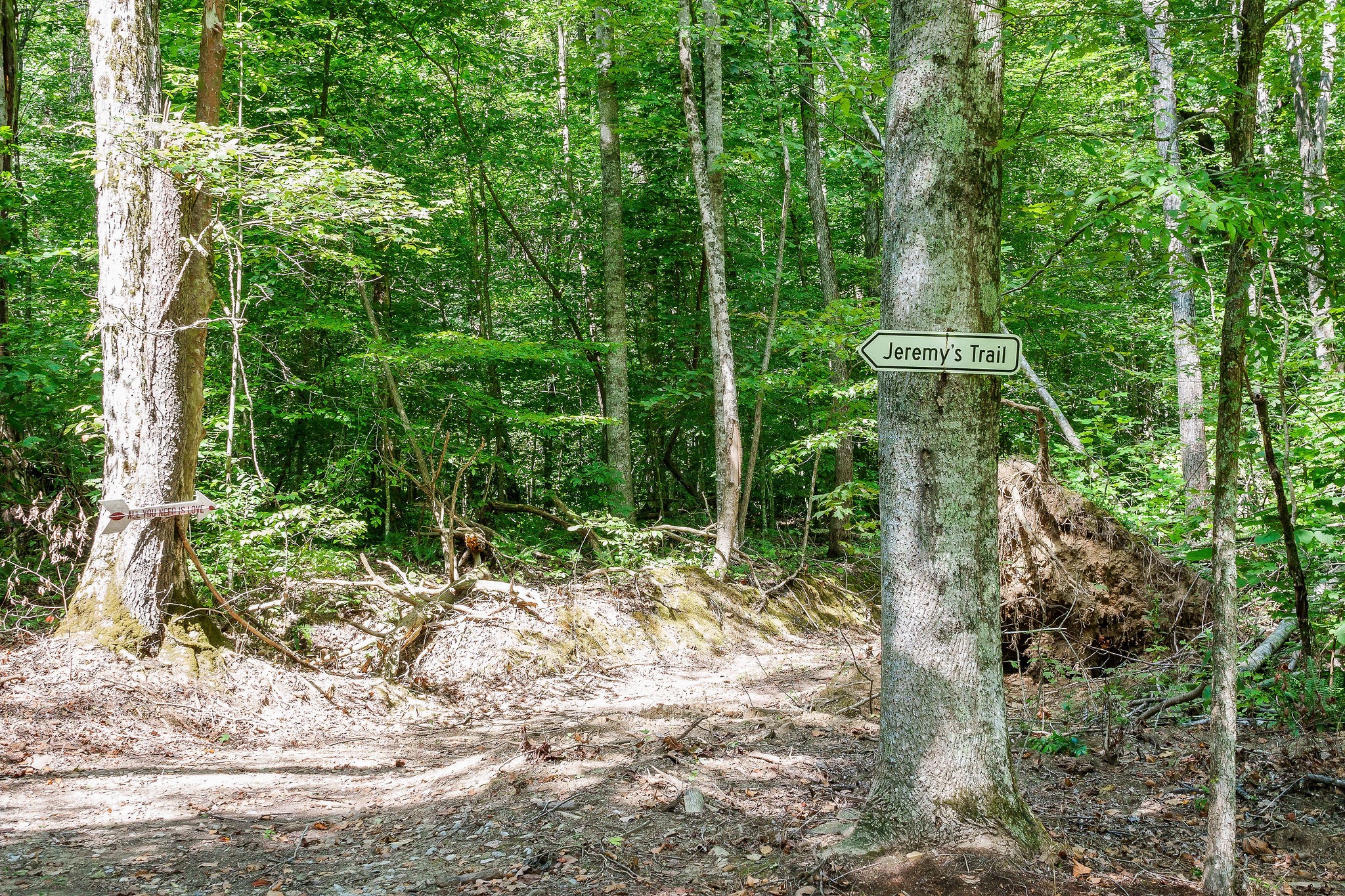 2641 Stamps Shady Grove Road Monterey, TN 38574 - Photo 59 of 70 a view of a yard with plants and large trees