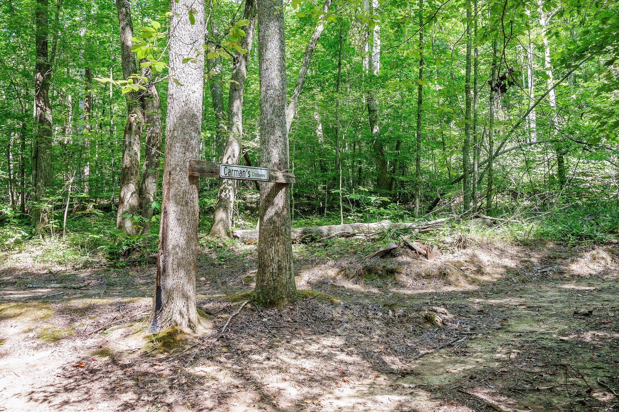 2641 Stamps Shady Grove Road Monterey, TN 38574 - Photo 61 of 70 a view of a forest