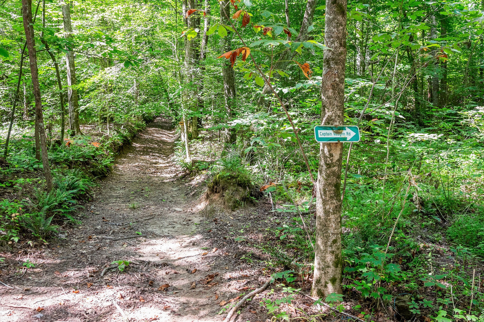 2641 Stamps Shady Grove Road Monterey, TN 38574 - Photo 63 of 70 a plant view in yard