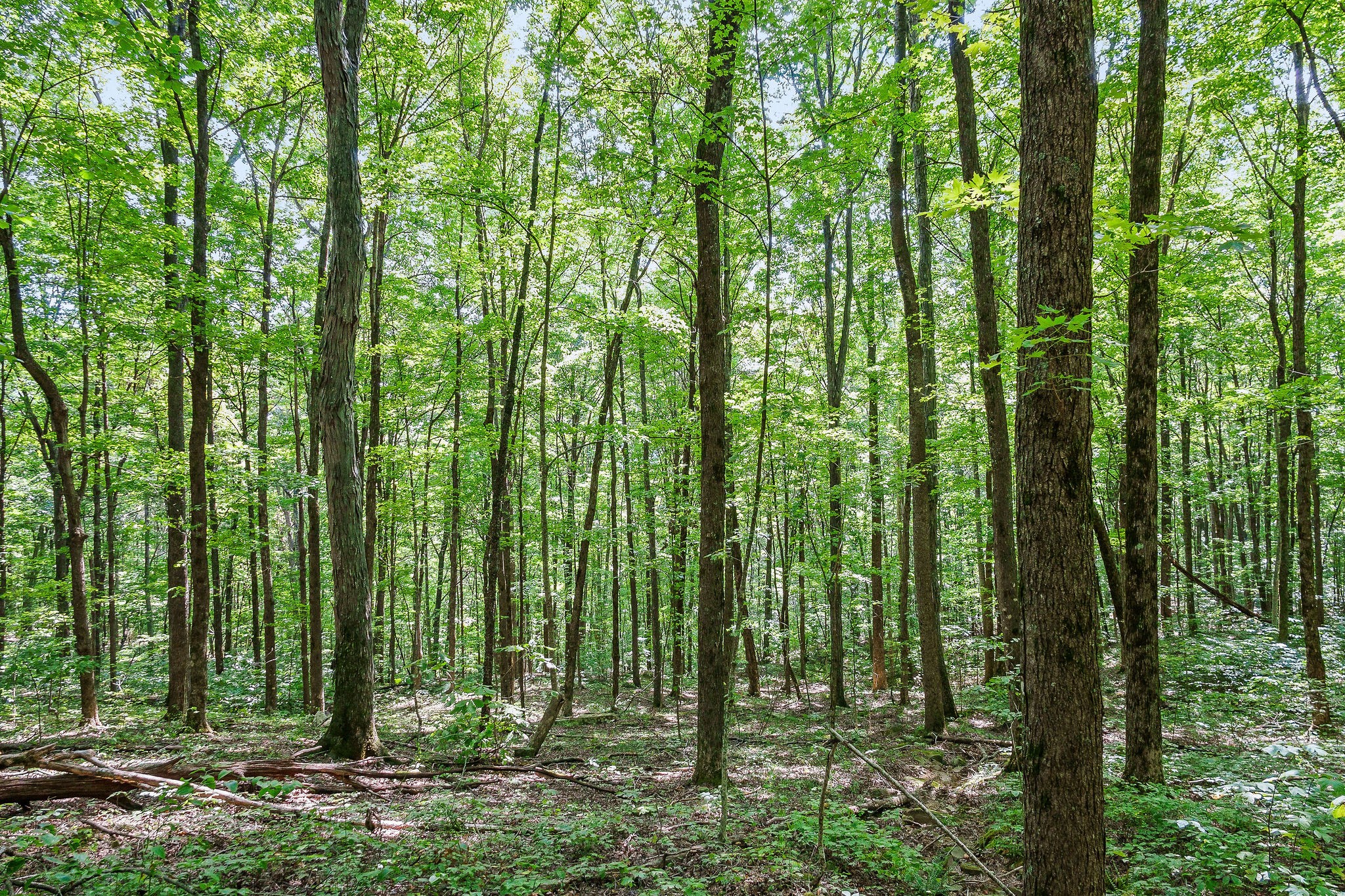 2641 Stamps Shady Grove Road Monterey, TN 38574 - Photo 64 of 70