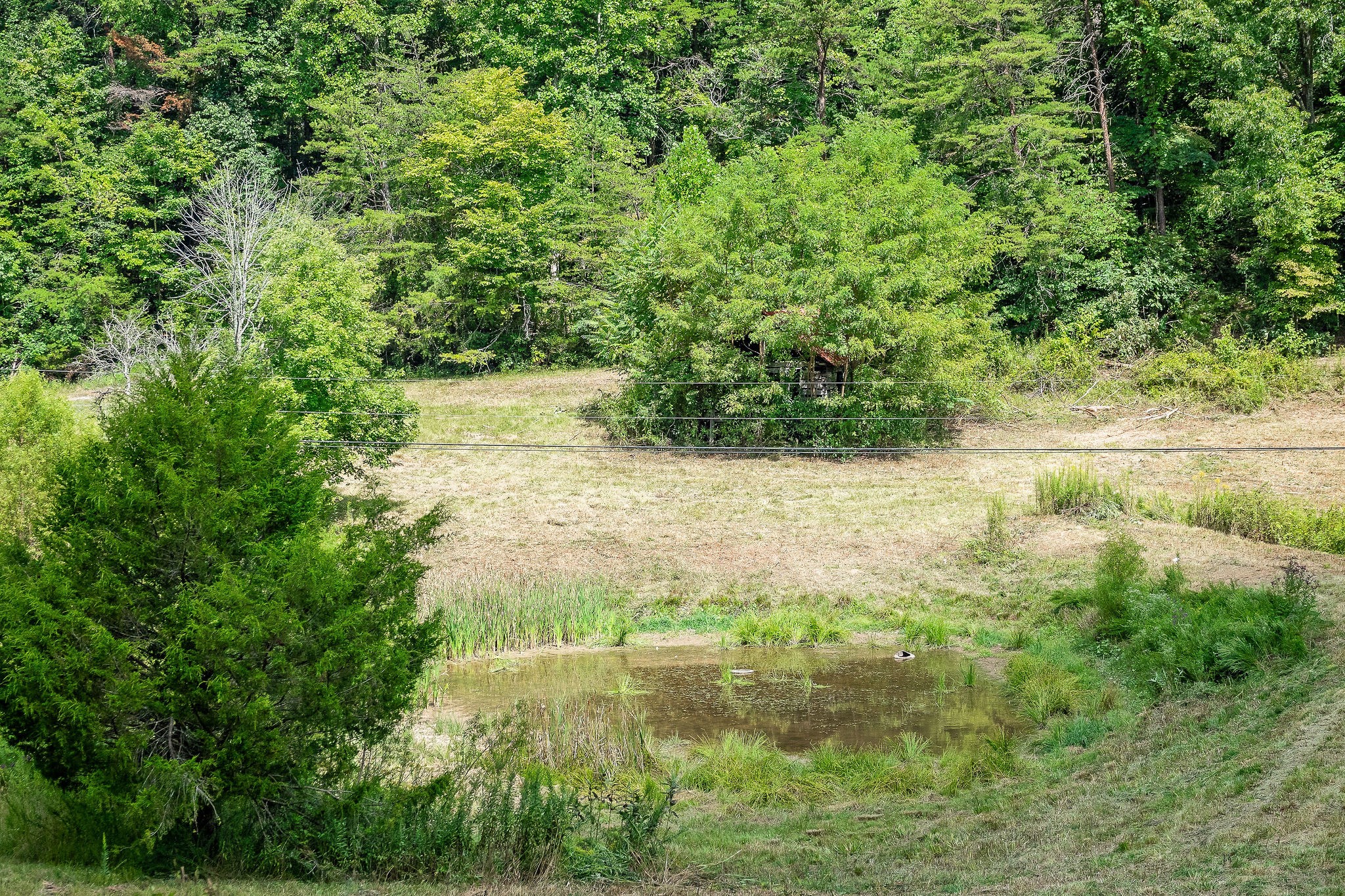 2641 Stamps Shady Grove Road Monterey, TN 38574 - Photo 66 of 70 a view of yard with green space