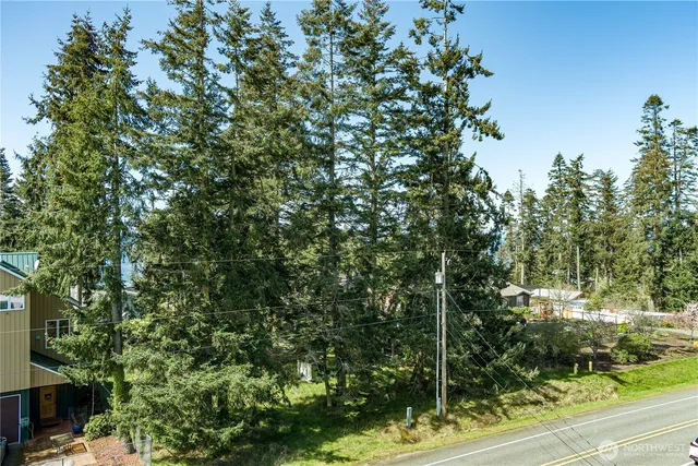 a view of a forest with a tree