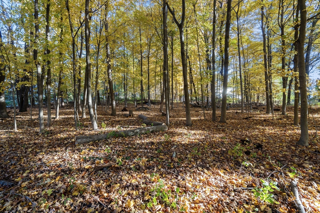 463 Edmands Road Framingham, MA 01701 - Photo 8 of 42 a backyard of a house with trees